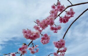 Healing Power of Cherry Blossoms