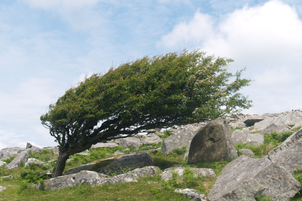 Bent tree from high winds