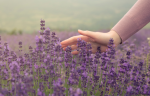 Gently Touching Lavender